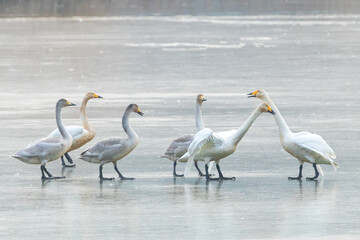 Winter Migratory Bird Scenery in Junam Reservoir, Changwon, South Gyeongsang Province, South Korea