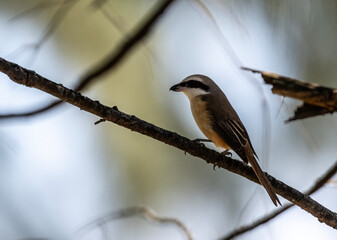A common shrike sits on a perch in its natural habitat at dawn in Thailand