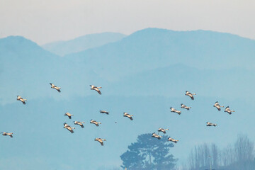 Winter Migratory Bird Scenery in Junam Reservoir, Changwon, South Gyeongsang Province, South Korea