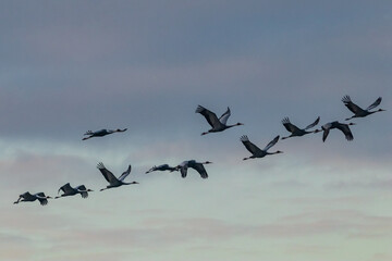 Winter Migratory Bird Scenery in Junam Reservoir, Changwon, South Gyeongsang Province, South Korea