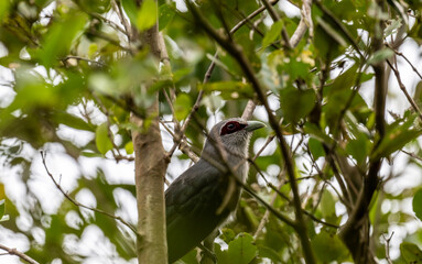 Green-billed Malkoha or Squirrel Bird on a lake in its natural habitat at dawn in Thailand