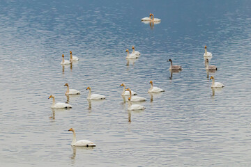 Winter Migratory Bird Scenery in Junam Reservoir, Changwon, South Gyeongsang Province, South Korea