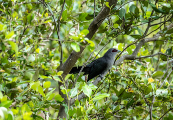Green-billed Malkoha or Squirrel Bird on a lake in its natural habitat at dawn in Thailand