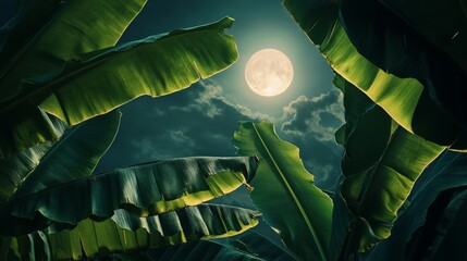 Serene Moonlit Night with Gentle Swaying Banana Leaves