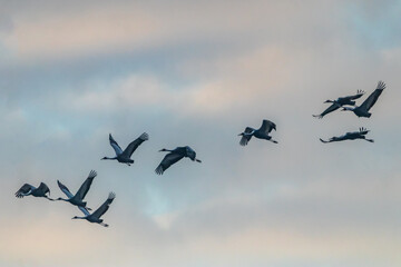 Winter Migratory Bird Scenery in Junam Reservoir, Changwon, South Gyeongsang Province, South Korea