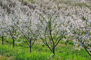 Naklejka premium Blooming cherry orchard in spring agriculture