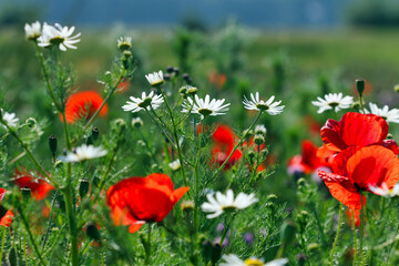 Chamomile and red poppies flowers meadow spring season