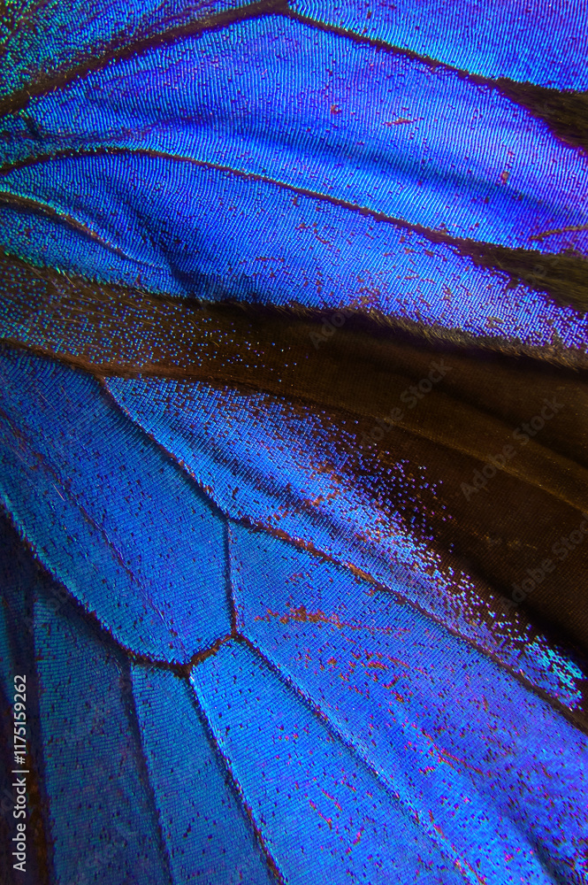 Aufkleber wings of the butterfly ulysses. close up. wings of a butterfly texture background.