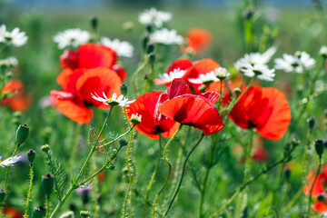 Red poppies and chamomile flowers springtime