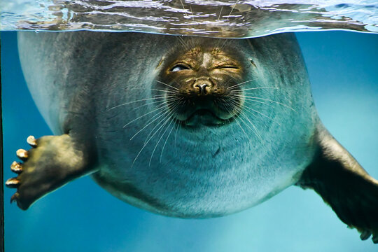三重県 鳥羽水族館 バイカルアザラシ