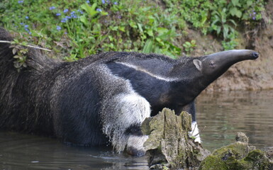 FOURMILIER