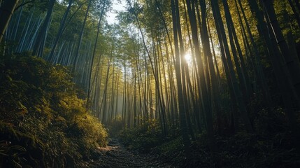 Obraz premium Sunlit Path Through A Lush Bamboo Forest