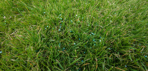 Grass fertilization with granulated phosphor