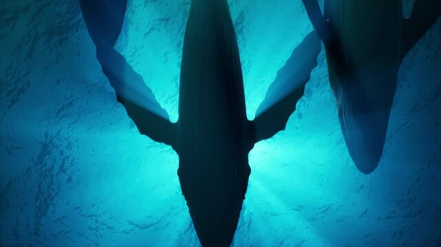 A group of humpback whales swim underwater