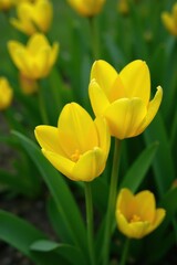 Petals of bright yellow flowers unfolding among leafy greens, spring, blossom
