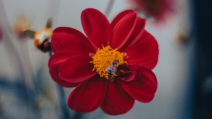 Beautiful mix of flowers  cosmos, orange flower in the garden  © Hakim Hasanov
