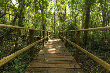 Scenic image of a wooden pathway with a sturdy handrail, winding through a dense forest. Surrounded by towering trees and lush greenery, the trail invites exploration and a deep connection with nature