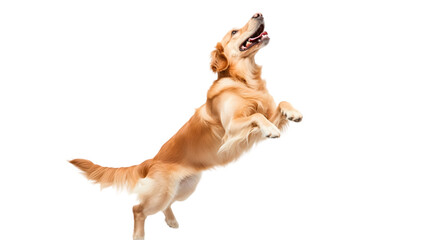 Playful Golden Retriever Dog Jumping  Happy Canine  Pet Fun