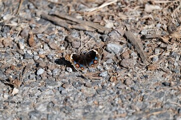 Junonia orithya