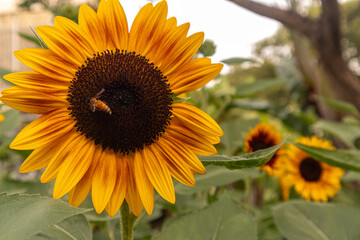A stunning close-up of a large sunflower with vibrant yellow petals and a dark brown center, set against a soft blurred green background. Perfect for uplifting designs, nature themes, or cheerful bran