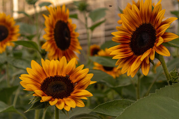 A stunning close-up of a large sunflower with vibrant yellow petals and a dark brown center, set against a soft blurred green background. Perfect for uplifting designs, nature themes, or cheerful bran
