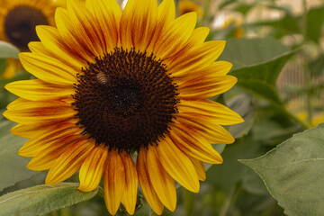 Close-up of yellow sunflowers beautiful flowers Asian flowers
