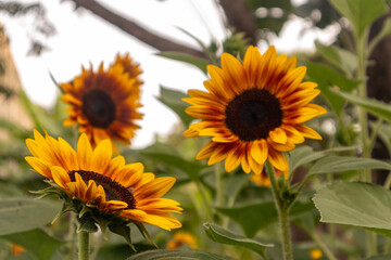 Sunflowers are vibrant, tall flowers known for their bright yellow petals and large brown centers. They symbolize loyalty and adoration, and their heads naturally follow the sun across the sky