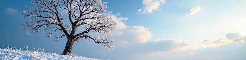 Fototapeta premium Frozen limbs of bare tree stretch towards sky, frosty, tree