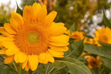 Sunflower with bright yellow petals and a dark brown center, standing tall against a clear blue sky. Green leaves and stem add contrast. The sunlight enhances the vibrant colors, creating a warm and c