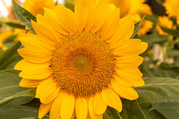 Close-up of yellow sunflowers beautiful flowers Asian flowers
