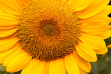 Close-up of yellow sunflowers beautiful flowers Asian flowers
