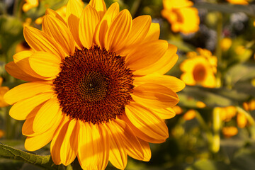Sunflower with bright yellow petals and a dark brown center, standing tall against a clear blue sky. Green leaves and stem add contrast. The sunlight enhances the vibrant colors, creating a warm and 