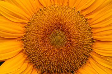 Close-up of yellow sunflowers beautiful flowers Asian flowers
