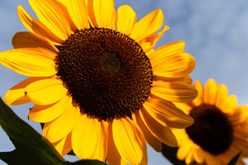Close-up of yellow sunflowers beautiful flowers Asian flowers

