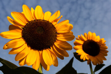Sunflowers are vibrant, tall flowers known for their bright yellow petals and large brown centers. They symbolize loyalty and adoration, and their heads naturally follow the sun across the sky