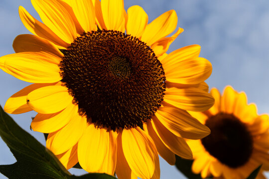 Close-up of yellow sunflowers beautiful flowers Asian flowers
