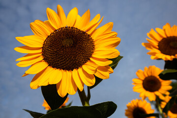 Sunflower with bright yellow petals and a dark brown center, standing tall against a clear blue sky. Green leaves and stem add contrast. The sunlight enhances the vibrant colors, creating a warm and c