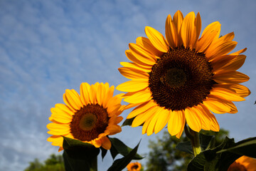 Sunflowers are vibrant, tall flowers known for their bright yellow petals and large brown centers. They symbolize loyalty and adoration, and their heads naturally follow the sun across the sky