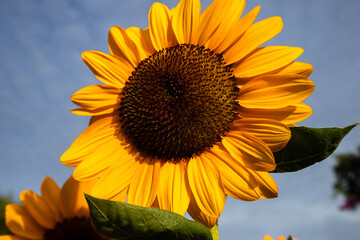 Close-up of yellow sunflowers beautiful flowers Asian flowers
