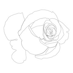 Rose Flower Line Art Vector Illustration