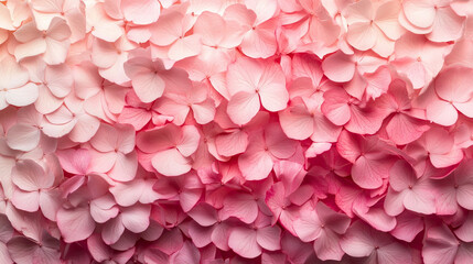 Obraz premium Soft Pink and White Flower Petals Spread Across a Gentle Background