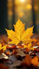 Fototapeta premium Small yellow maple leaf amidst fallen leaves with golden glow, earthy, forest