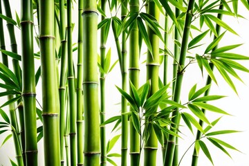 Silhouetted Bamboo: Green Stalks & Leaves Isolated on White Background