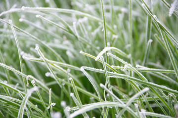 rost as a sing of winter