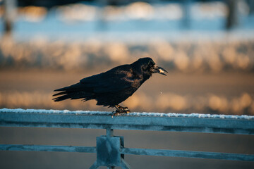 The black raven eats a piece of bread
