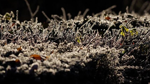 plan fixe sur une haie d'arbres divers givr&eacute;s au petit matin hivernal
