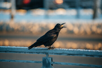 The black raven eats a piece of bread