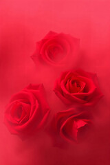 Fototapeta premium A Valentines Card with no text