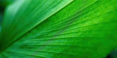 Wrinkled surface, vibrant green, sharp detail of palm leaf , design, photography