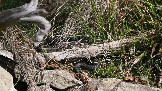 Filmmaterial einer Kreuzotter Schlange auf Boden im Gras mit Laub und Bl&auml;tter im Wald bei Sonnenschein im Sommer, Deutschland